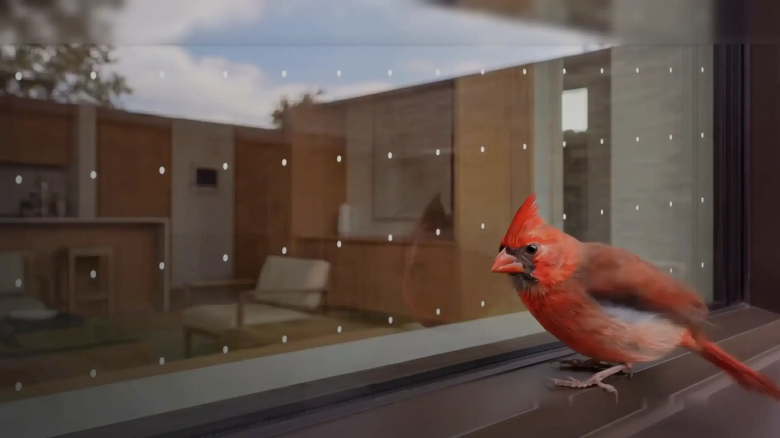 Cardinal bird-safe patterned glass with a cardinal outside a window.
